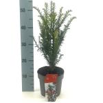 Taxus baccata