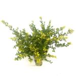 Ilex crenata 'Golden Gem', struik