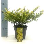 Ilex crenata 'Golden Gem', struik
