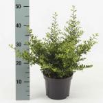 Ilex crenata 'Stokes', struik