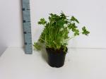 Geranium macrorrhizum