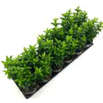 Euonymus jap. 'Green Spire'