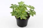 Geranium macr. 'Spessart'