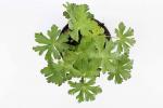 Geranium macr. 'Spessart'