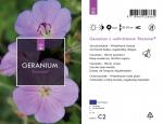 Geranium Rozanne