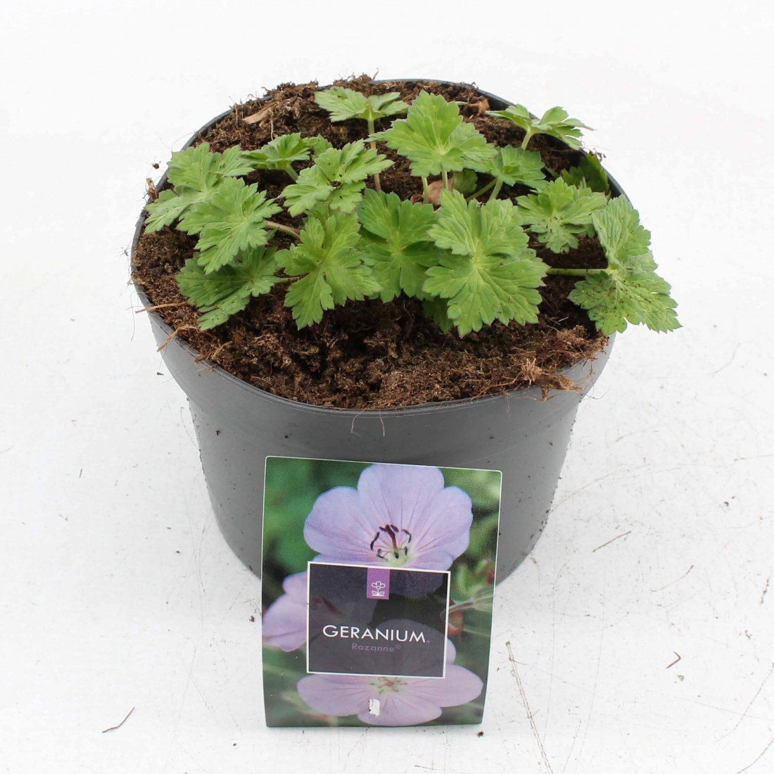 Geranium Rozanne