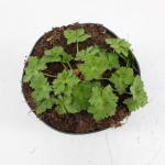 Geranium Rozanne