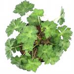Geranium Rozanne