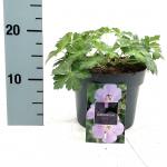 Geranium Rozanne