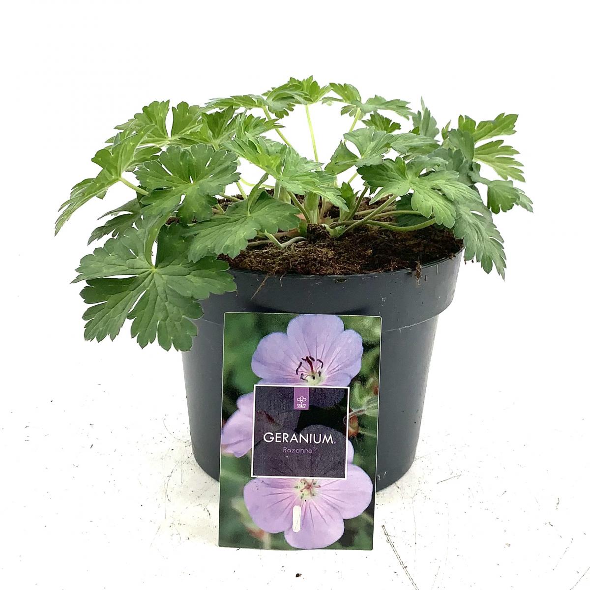 Geranium Rozanne
