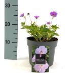 Geranium Rozanne