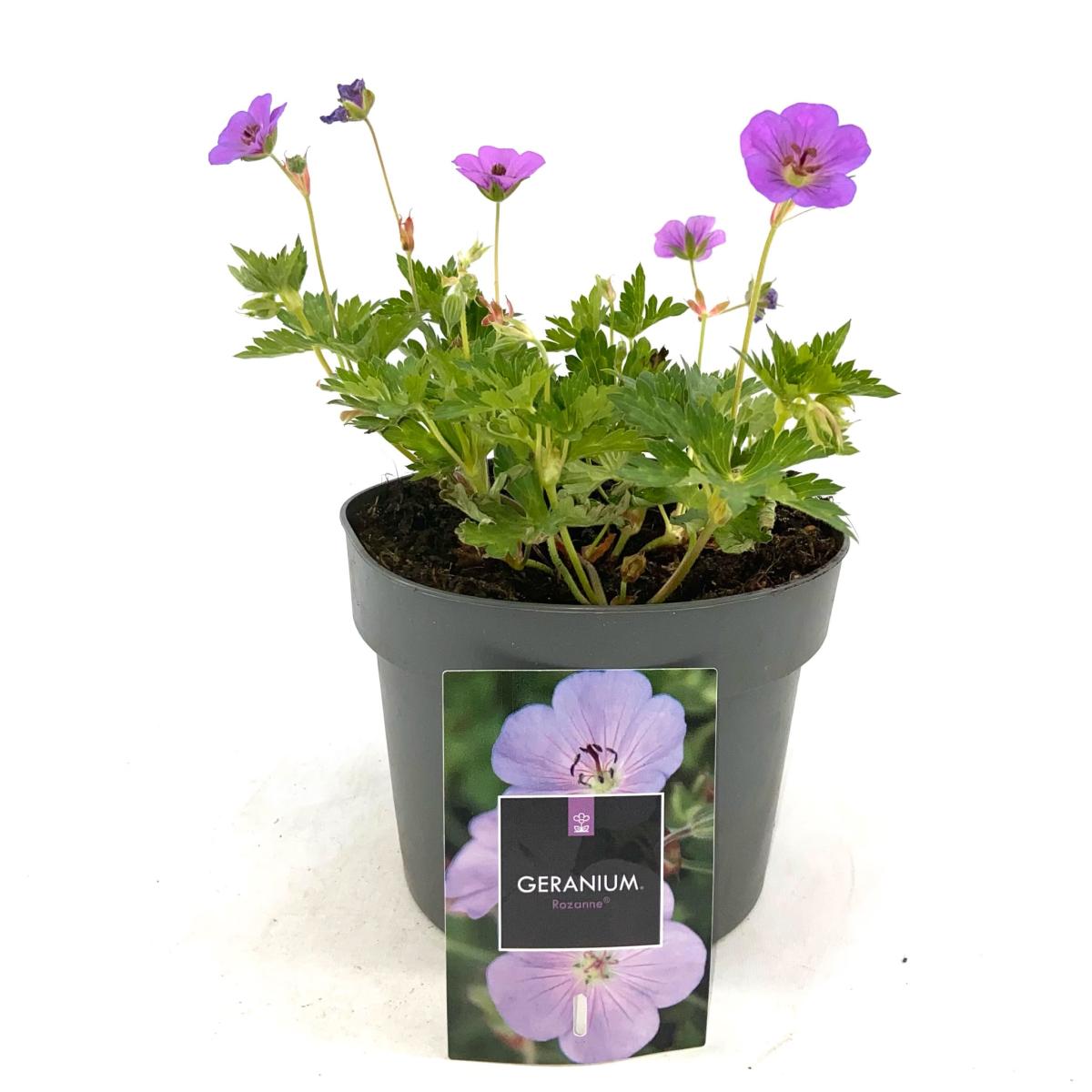 Geranium Rozanne