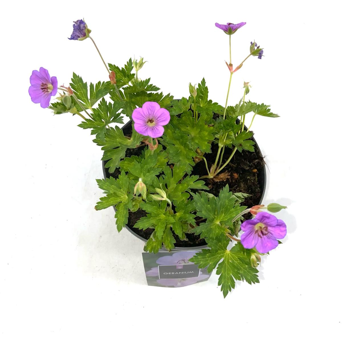Geranium Rozanne