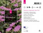 Geranium sang. 'Max Frei'