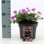 Geranium sang. 'Max Frei'