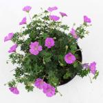 Geranium sang. 'Max Frei'
