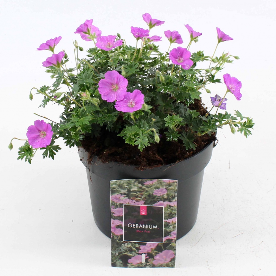 Geranium sang. 'Max Frei'