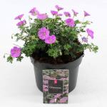 Geranium sang. 'Max Frei'