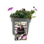 Geranium sang. 'Max Frei'