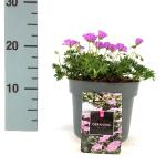 Geranium sang. 'Max Frei'