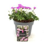 Geranium sang. 'Max Frei'