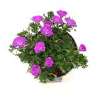 Geranium sang. 'Max Frei'