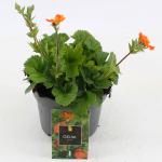 Geum coccineum 'Borisii'