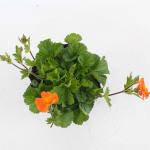 Geum coccineum 'Borisii'