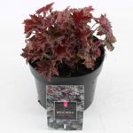 Heuchera mic. 'Palace Purple'