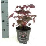 Heuchera mic. 'Palace Purple'