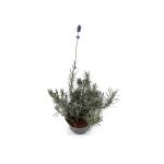 Lavandula ang. 'Munstead'