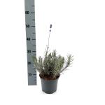 Lavandula ang. 'Munstead'