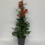 Campsis t. 'Mme Galen'