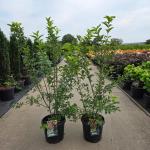 Euonymus europaeus 'Red Cascade'