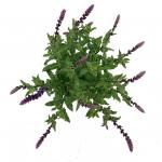 Salvia nem. 'Caradonna'