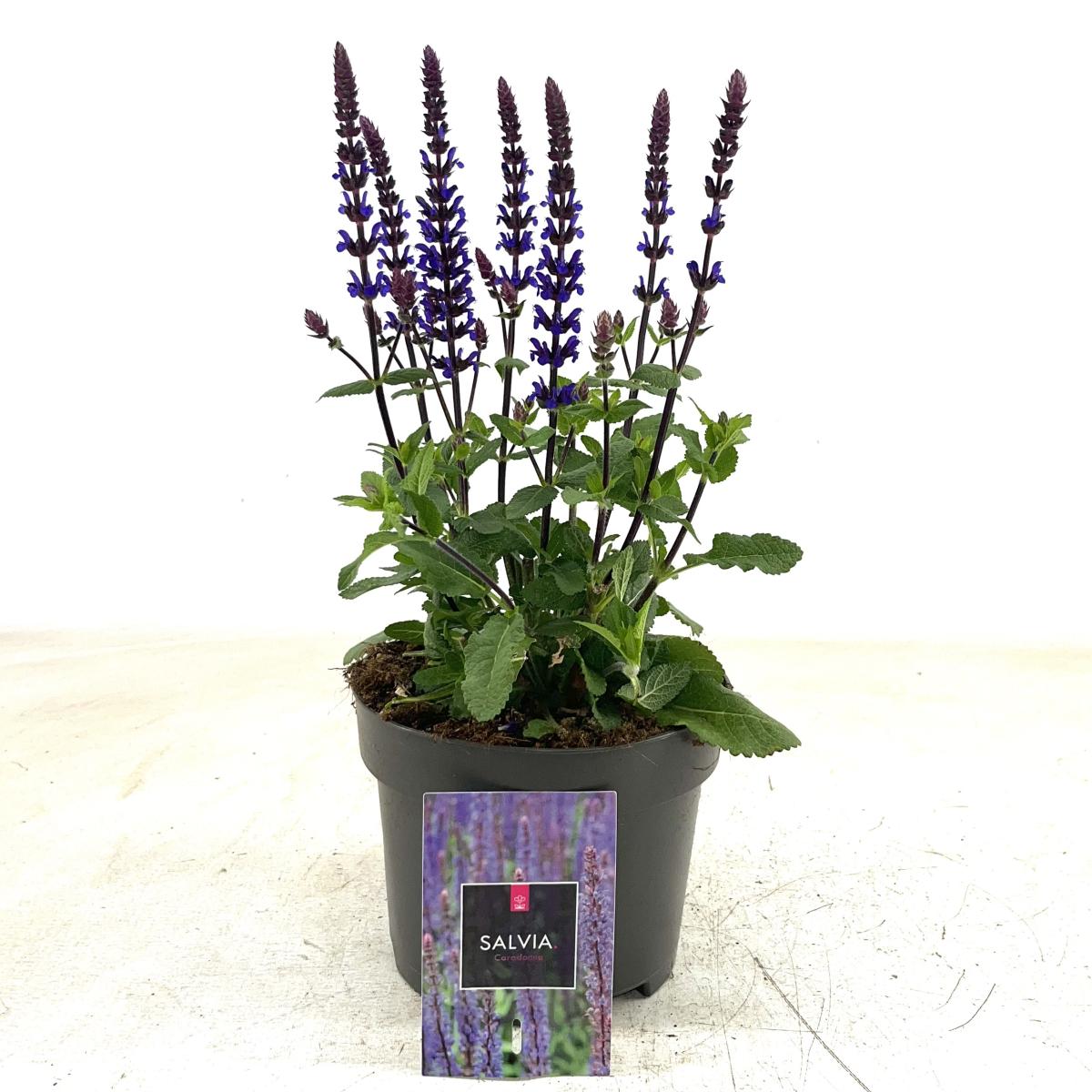 Salvia nem. 'Caradonna'