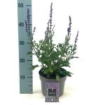 Salvia nem. 'Caradonna'