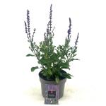 Salvia nem. 'Caradonna'