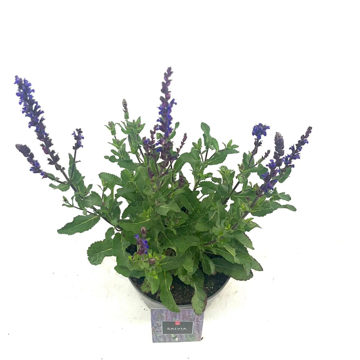 Salvia nem. 'Caradonna'