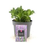 Salvia nem. 'Caradonna'