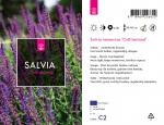 Salvia nem. 'Ostfriesland'
