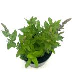 Salvia nem. 'Ostfriesland'