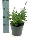 Salvia nem. 'Ostfriesland'