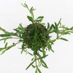 Verbena bonariensis
