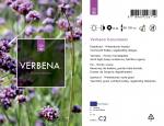 Verbena bonariensis