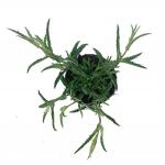Verbena bonariensis