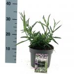 Verbena bonariensis