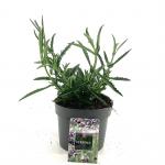 Verbena bonariensis