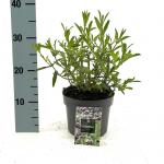 Verbena bonariensis
