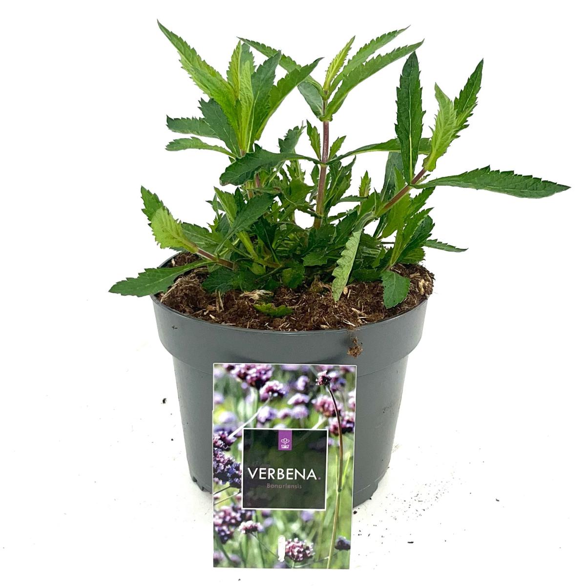 Verbena bonariensis
